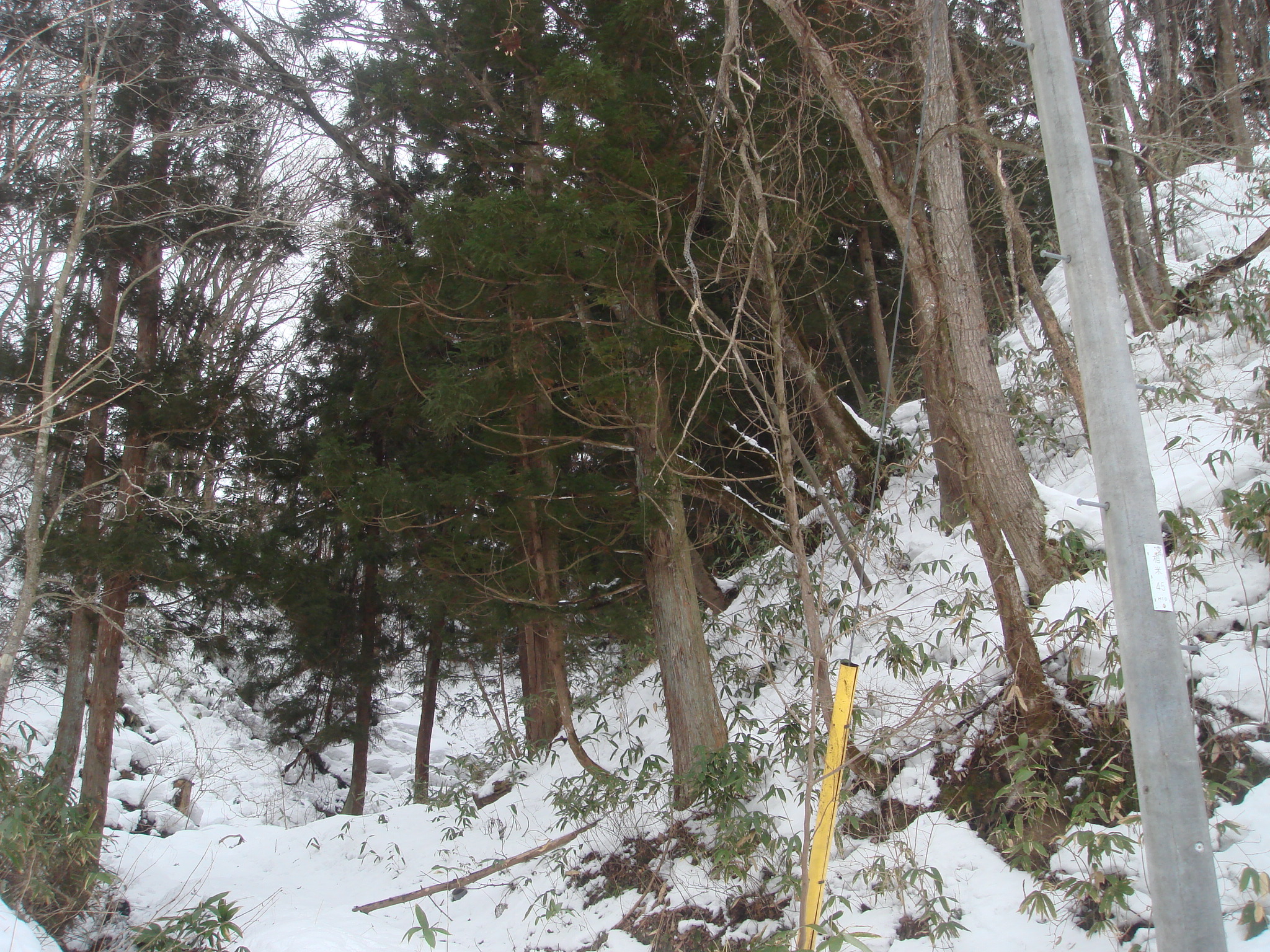 三戸郡田子町相米落田向